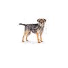 Karma dla psa ROYAL CANIN Mini Sterilised 8 kg Opakowanie Torebka strunowa