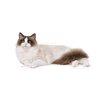 Karma dla kota ROYAL CANIN Ragdoll Adult Kurczak 2 kg Waga 2 kg