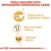 Karma dla kota ROYAL CANIN British Shorthair 2 kg Waga 2 kg