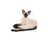 Karma dla kota ROYAL CANIN Siamese Adult Kurczak 2 kg Waga 2 kg