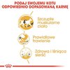 Karma dla kota ROYAL CANIN Siamese Adult Kurczak 2 kg Etap życia Dorosły