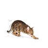 Karma dla kota ROYAL CANIN Active Life Outdoor 30 10 kg Typ Sucha