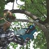 Pilarka akumulatorowa MAKITA DUC122Z Zasilanie Akumulatorowe