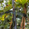 Taśma ogrodnicza BIOOGRÓD 722502 Liczba sztuk w opakowaniu 1
