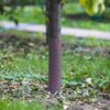Osłonka do drzewek BROWIN 731207 (2szt.) Przeznaczenie Do drzewek