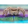 Obiektyw VENUS OPTICS LAOWA 25mm F/2.8 Ultra Macro Nikon F Elementy asferyczne Tak