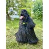 Obroża ZOLUX Mac Leather (48 - 68 cm) Seledynowy Cechy Łatwy do utrzymania w czystości