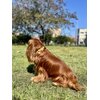 Obroża ZOLUX Mac Leather (48 - 68 cm) Pomarańczowy Przeznaczenie Dla psa