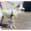 Szelki dla psa ZEE DOG Lemonade Soft Walk M Cechy Bezuciskowe