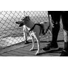 Szelki dla psa ZEE DOG Gotham XS Cechy Komfortowe w noszeniu
