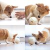 Zabawka DOGGY VILLAGE Prize Orb MT7102 Nazwa MEDIA-TECH POLSKA SP.Z O.O.