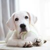 Zabawka DOGGY VILLAGE Prize Orb MT7102 Ulica i numer budynku BRZEZINY 13B