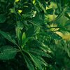 Olejek CERERIA MOLLA Tea & Lemongrass 200 ml Cechy Intensywny i długotrwały zapach