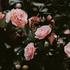 Świeca zapachowa CERERIA MOLLA Bulgarian Rose & Oud 3500 g Kolor wosku Biały