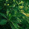 Świeca zapachowa CERERIA MOLLA Tea & Lemongrass 230 g Czas palenia [h] 60