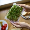 Kiełkownica BIOOGRÓD Zielona Czuprynka 745748 Materiał Tworzywo sztuczne