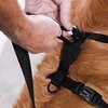 Na zdjęciu widoczna jest różowa klamra z tworzywa sztucznego, będąca częścią szelek dla psa. Na klamrze znajduje się napis "zeedog".