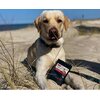 Przysmak dla psa 4DOGS Treserki z nadzieniem 60 g Rodzaj Przysmak