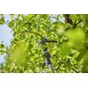 Nożyce akumulatorowe do gałęzi GARDENA teleskopowe HighCut 250/18V P4A (bez akumulatora) 14774-55 Rodzaj Nożyce