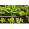 Rura montażowa GARDENA Micro-Drip-System 1/2" 50 m 01347-29 Materiał Tworzywo sztuczne