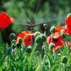 Dysza wielofunkcyjna GARDENA Micro-Drip-System 01396-29 (2 szt.) Rodzaj Dysza wielofunkcyjna