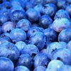 Syrop do saturatorów FRUTTAMAX Borówka 500 ml Ilość gotowego napoju z jednej butelki [l] 12
