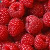 Syrop do saturatorów FRUTTAMAX Malina Light 500 ml Pojemność [ml] 500