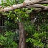 Ogrodowa kurtyna wodna SASKA GARDEN Głowice miedziane 10m Kolor Czarny