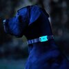 Etui CASE-MATE Dog Collar Mount do Apple AirTag Biały Liczba sztuk w opakowaniu 1