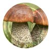 Zakrętka BROWIN 136323 Grzyby 6.6 cm (1000 sztuk) Typ zamknięcia Zakrętki na gwint