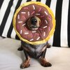 Zabawka ZIPPYPAWS ZP255 Rodzaj Zabawka