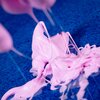 Zestaw kreatywny LISCIANI Crazy Science Slime w Ciemności 304-PL89239 Zawartość zestawu Balon