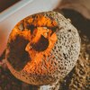 Zestaw kreatywny LISCIANI Crazy Science Smoki i dinozaury 304-PL89390 Zawartość zestawu Miska