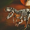 Zestaw kreatywny LISCIANI Crazy Science Smoki i dinozaury 304-PL89390 Płeć Dziewczynka