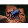 Obiektyw VENUS OPTICS LAOWA 90mm f/2.8 Ultra Macro APO do Leica L Elementy asferyczne Nie
