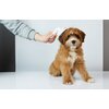 Szczotka PETKIT Grooming Brush 2 Kolor Biało-pomarańczowy