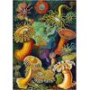 Puzzle CENEGA Imagination Ernst Haeckel Stworzenia morskie (1000 elementów) Seria Imagination