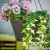 Zestaw donic PATIO Wenge 47391 Materiał Technorattan