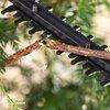Sekator akumulatorowy BOSCH EasyHedgeCut 18V-44-11 Kompatybilność seria Power For All 18V