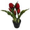 Tulipany w doniczce SASKA GARDEN 1047768 Czerwony Gwarancja 24 miesiące