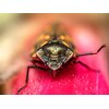 Obiektyw OM System (Olympus) M.Zuiko Digital ED 90mm f/3.5 Macro IS PRO Elementy niskodyspersyjne Tak