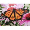 Puzzle TACTIC Motyl 58315 (1000 elementów) Typ Dla dzieci