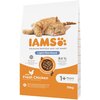 Karma dla kota IAMS Sterylized Adult Kurczak 10 kg Typ Sucha