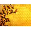 Puzzle RAVENSBURGER Challenge Pszczoły 12000614 (1000 elementów) Rodzaj Tradycyjne