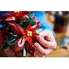LEGO 10370 ICONS Botanicals Gwiazda Betlejemska Wiek 18 lat