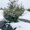 Agrowłóknina osłaniająca AGRIMPEX zimowa 1.6 x 5 m A0046 Materiał wykonania Tworzywo sztuczne