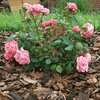 Agrowłóknina ściółkująca AGRIMPEX Dual-Agro 1.6 x 5 m Długość [m] 5