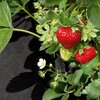 Agrowłóknina ściółkująca AGRIMPEX Dual-Agro 1.6 x 5 m Brązowy Gwarancja 24 miesiące