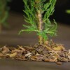 Agrowłóknina ściółkująca AGRIMPEX Dual-Agro 1.6 x 5 m Brązowy Liczba sztuk w opakowaniu 1