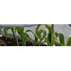 Agrowłóknina osłaniająca AGRIMPEX HOBBY 2.1 x 5 m A0022 Liczba sztuk w opakowaniu 1